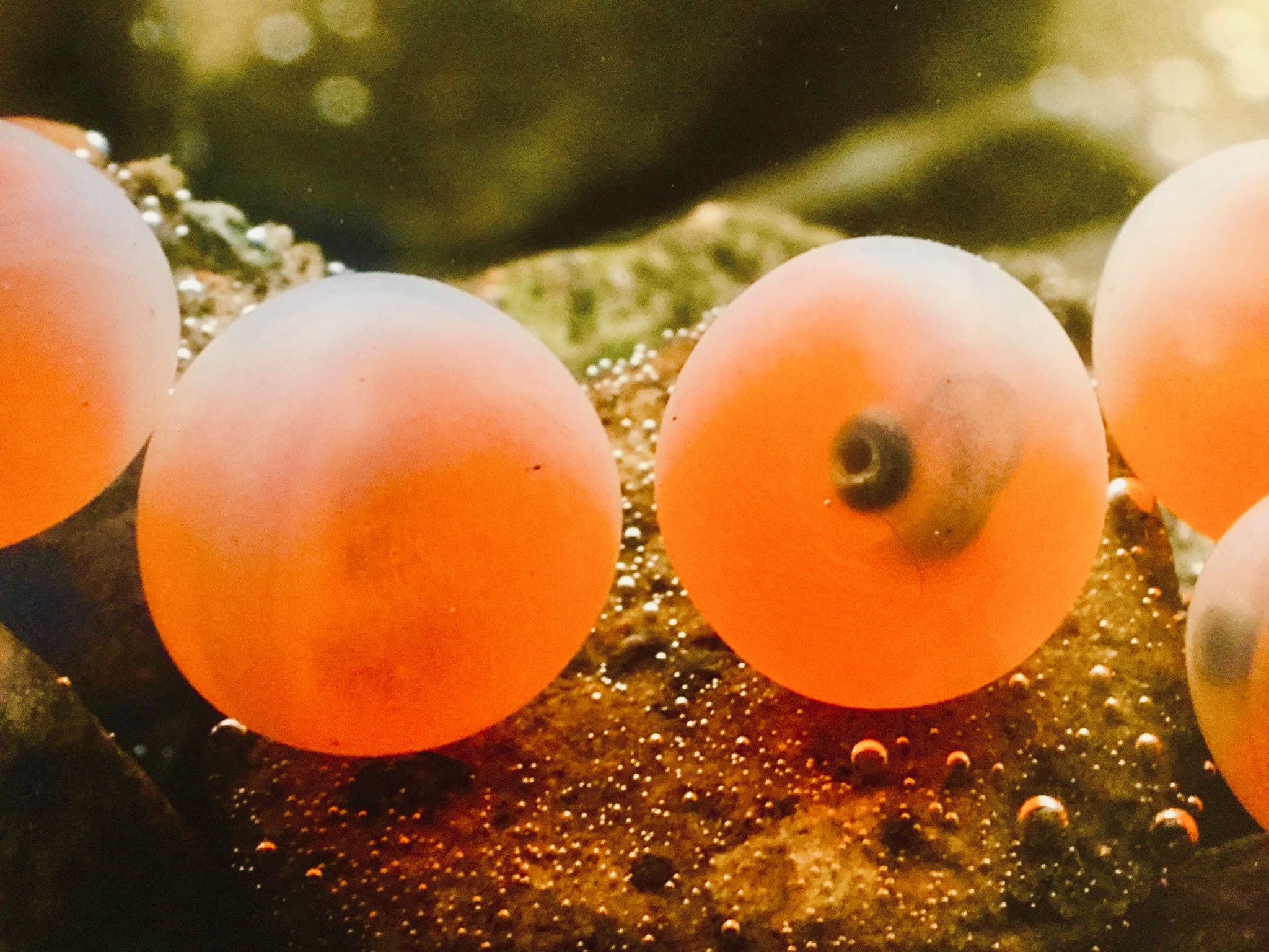 鮭卵抽出物　海洋生物プラセンタの活用