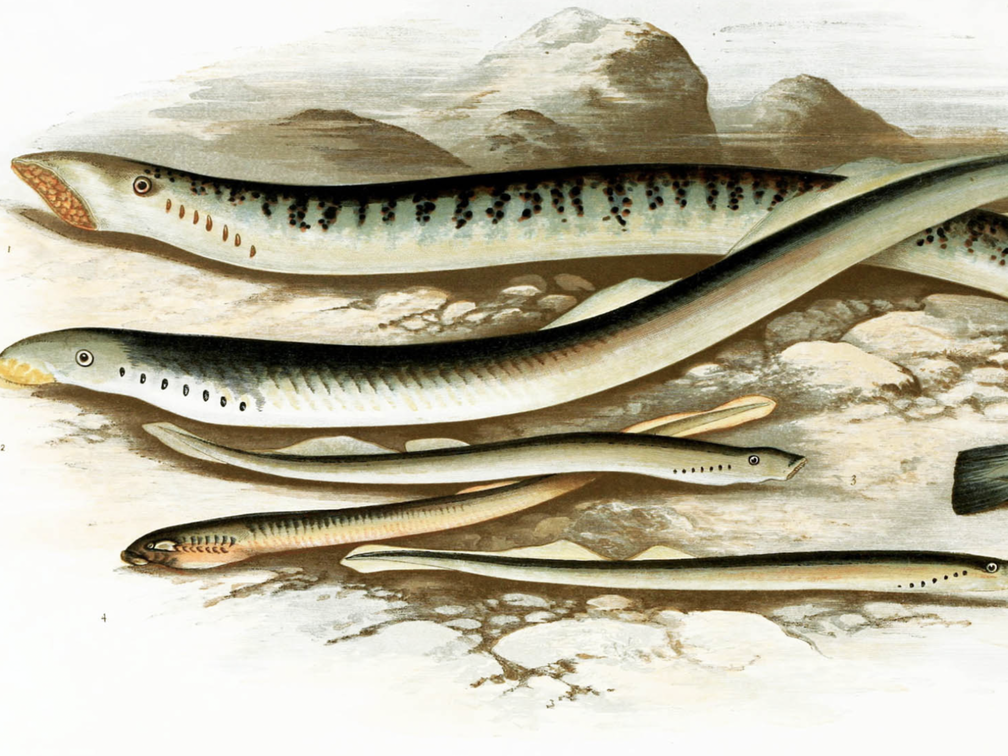 セミナー講師等